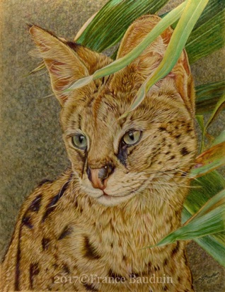 Serval Portrait - 37 hours
Maize Pastelmat
14.5 x 11"
Ref: My own photo